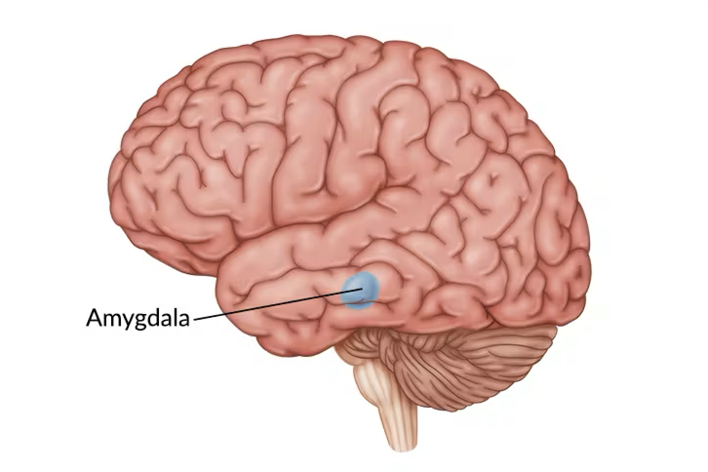 Amygdala là hạch hạnh nhân sẽ hoạt động để kích hoạt phản ứng căng thẳng của cơ thể đó chính là phản ứng “chiến đấu” hoặc “bỏ chạy”