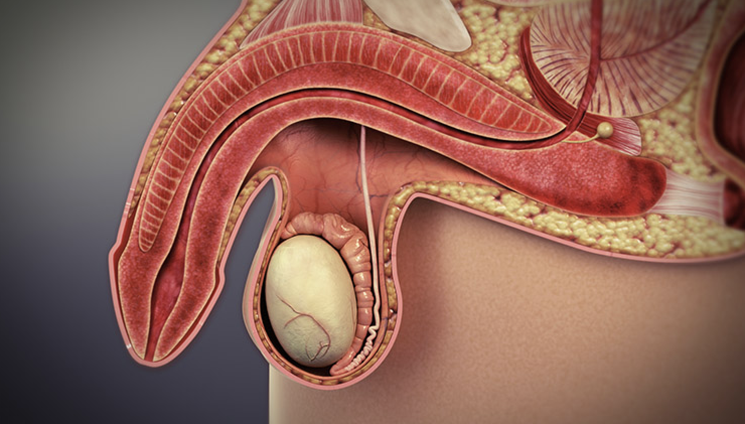 Kẽm có ảnh hưởng đến rối loạn cương dương