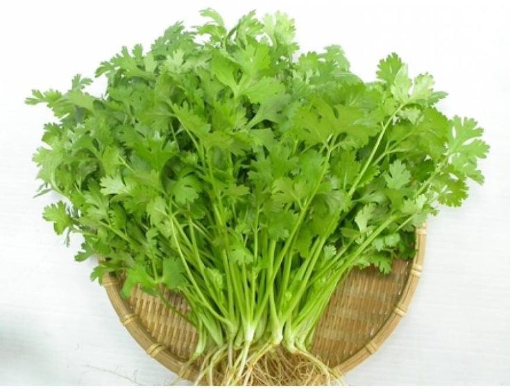 Rau mùi là cách giúp giảm kim loại nặng